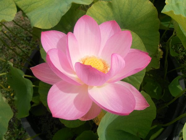 Nelumbo Kermesine (fiore di loto) Nelumbo Kermesine (fiore di loto)